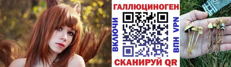 Купить где  Сунжа  Псилоцибиновые грибы MAGIC MUSHROOMS 